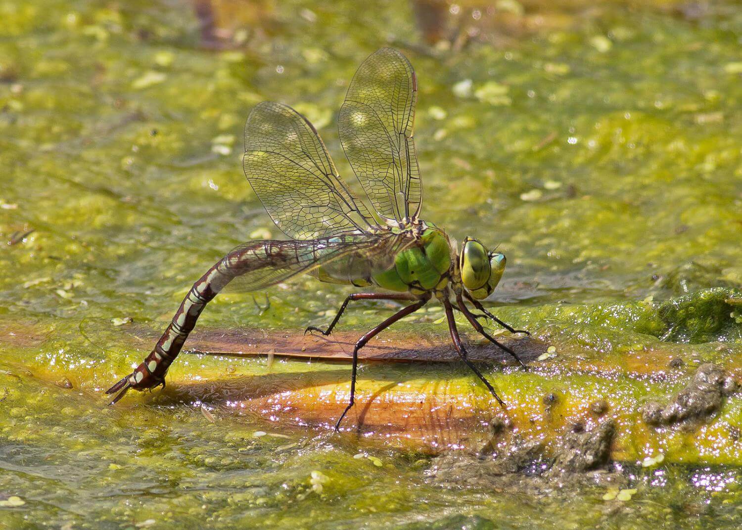 Female Anax imperator by Dennis Swaby